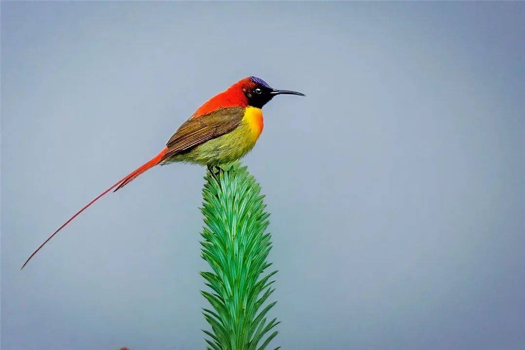 西藏|西藏出现太阳鸟，黑嘴巴红尾巴，不到10克重