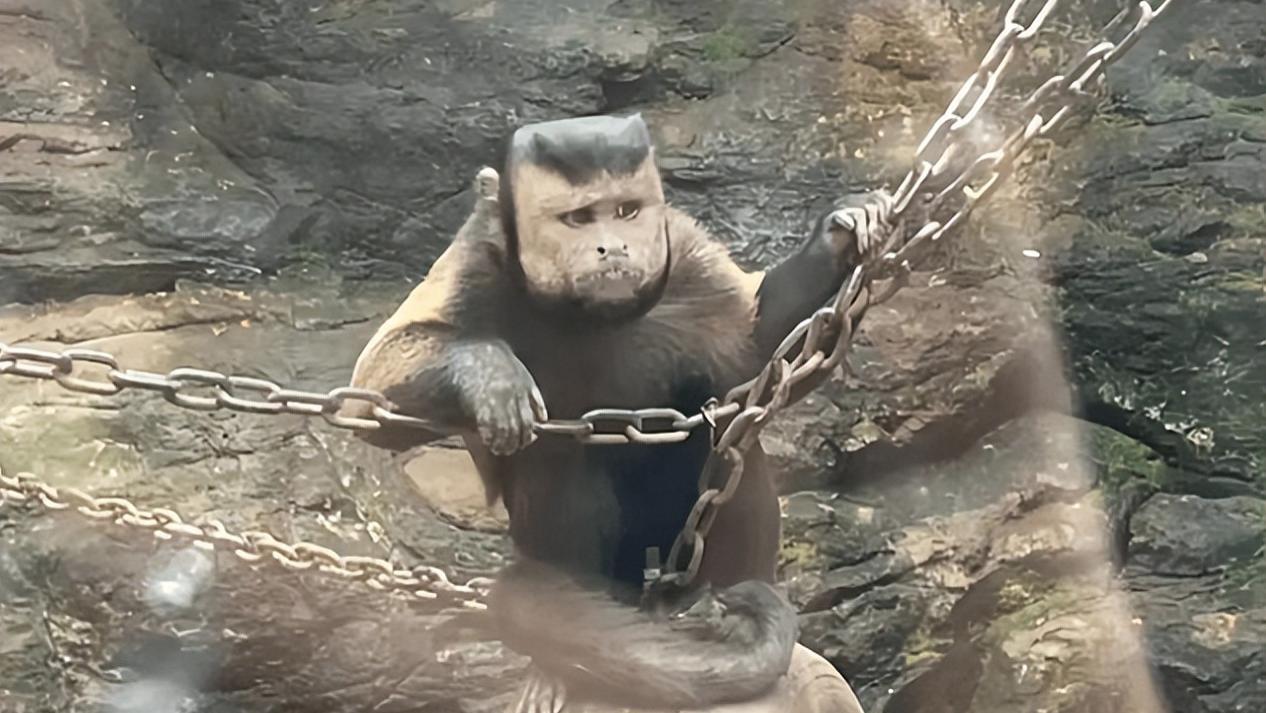 浙江发现“国字脸”猴子，除了猴类，还有这些动物长着“人类脸”