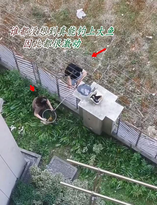 上海市|加餐！上海大爷站在阳台上钓起8斤野生大鲤鱼，楼下邻居帮忙抄鱼