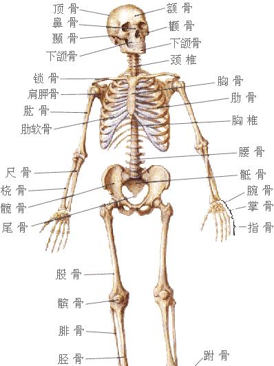 人类普遍都有206块骨头,为什么中国人只有204块?缺了哪两块呢?