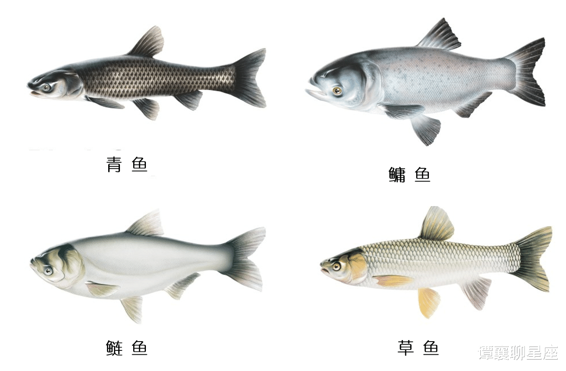 长江的“大试验”:宜都出现大量鱼卵,三峡水库洪峰见成效?