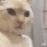 金高银|40w+点赞！金高银《小小姐们》因抹不掉的【松弛感】被骂上热搜？