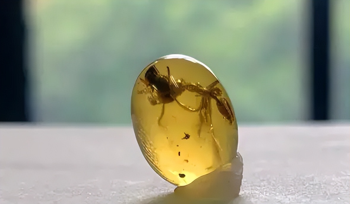 除了人类,蚂蚁是最成功的生物,它们是怎么攻占整个地球的?
