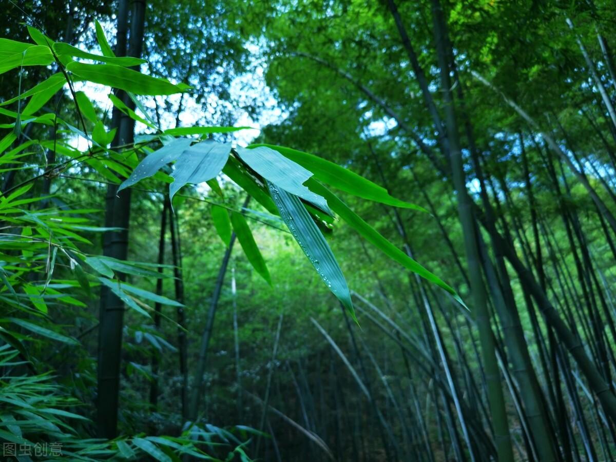 荷花|郭进拴|故乡的抱玉河