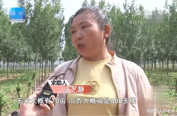 河北定州:大姐承包70亩地种玉米,结果被放羊的一夜吃光,把人抓住反而被打了