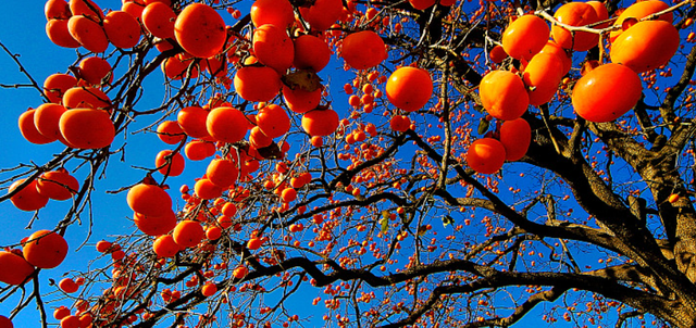 骨质疏松|每天吃下五六个，杭州女子发现不对劲！目前正大量上市，再次提醒...