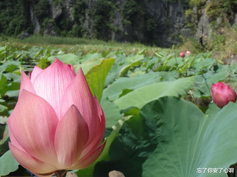 生肖|8月，桃花朵朵，遇见真爱，情定终身的3个星座