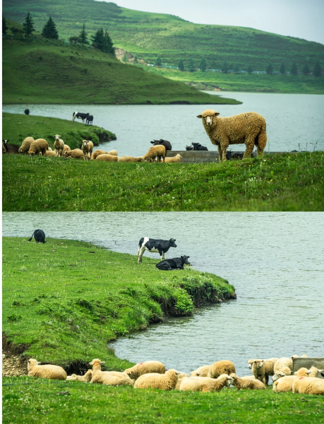 草原|8月强推！人少景美，这6个绝美之地，你去过几个？这个七夕去走走