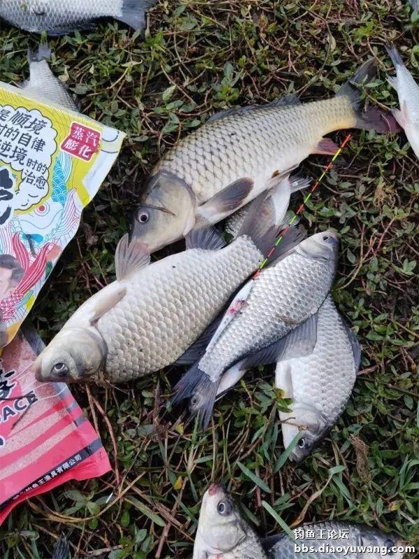 |借钓鱼王慧眼识“疯影”