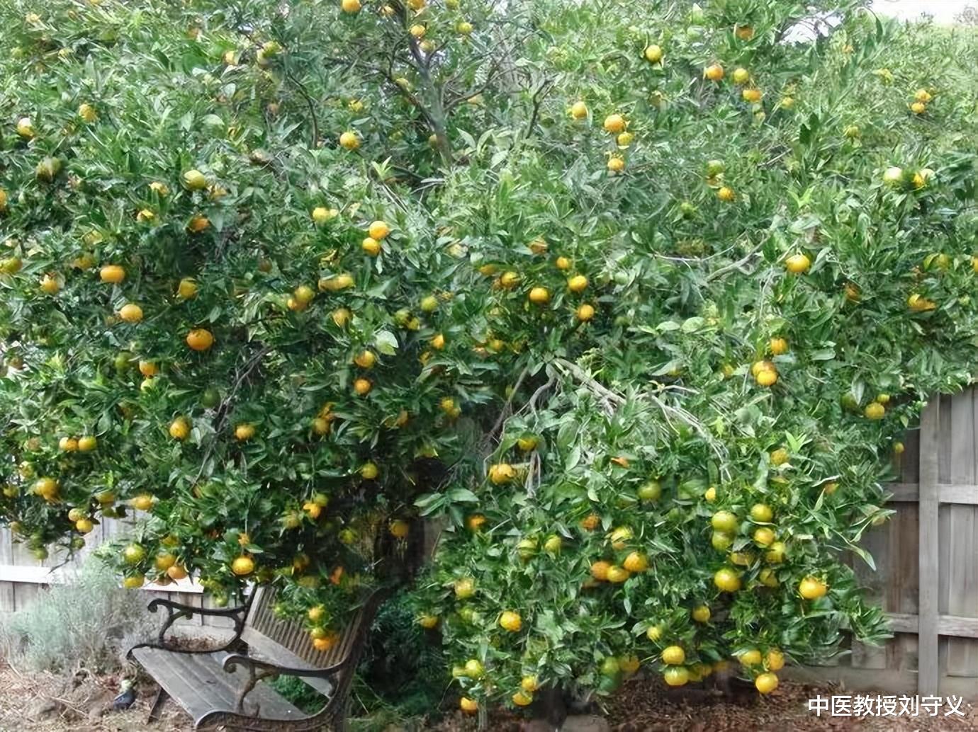 青皮|分享一味常见的中药——青皮,疏肝破气、消积化滞,还能对抗癌症