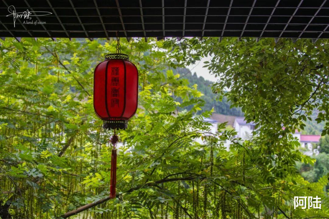 |邂逅马金溪畔汉唐香府，最让我惊艳的竟然这种长势茂密的流氓植物