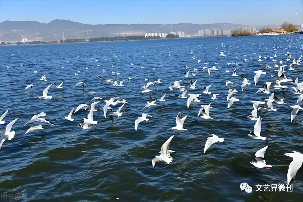 滕州|郭进拴|雨中游滇池