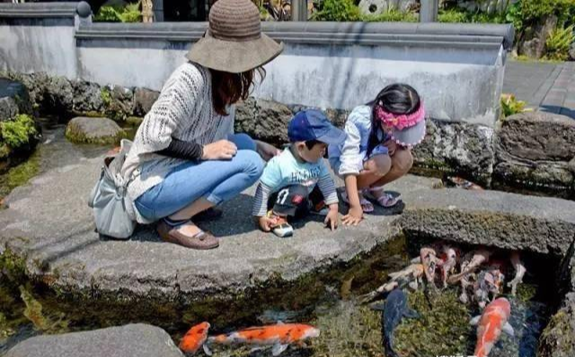 大连|日本的排水沟为什么能够养锦鲤呢？