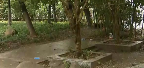 上海一小区内20多只猫离奇死亡: 监控拍到了这一幕