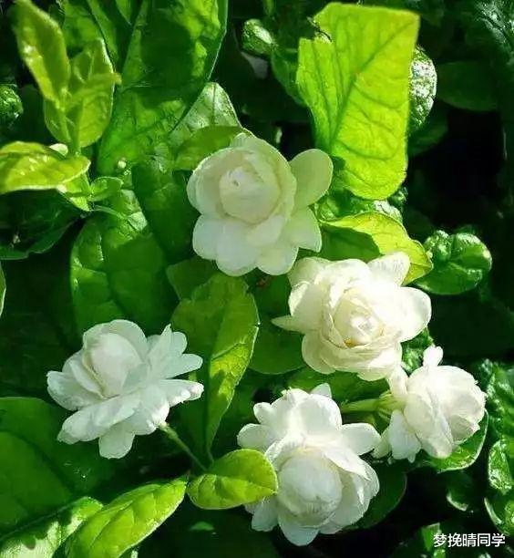 这5种花,漂亮又好养,放卧室客厅都合适,还能净化空气,很实用