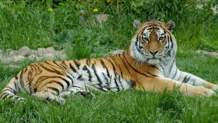 新疆3种动物，已经灭绝了，罪魁祸首是谁？