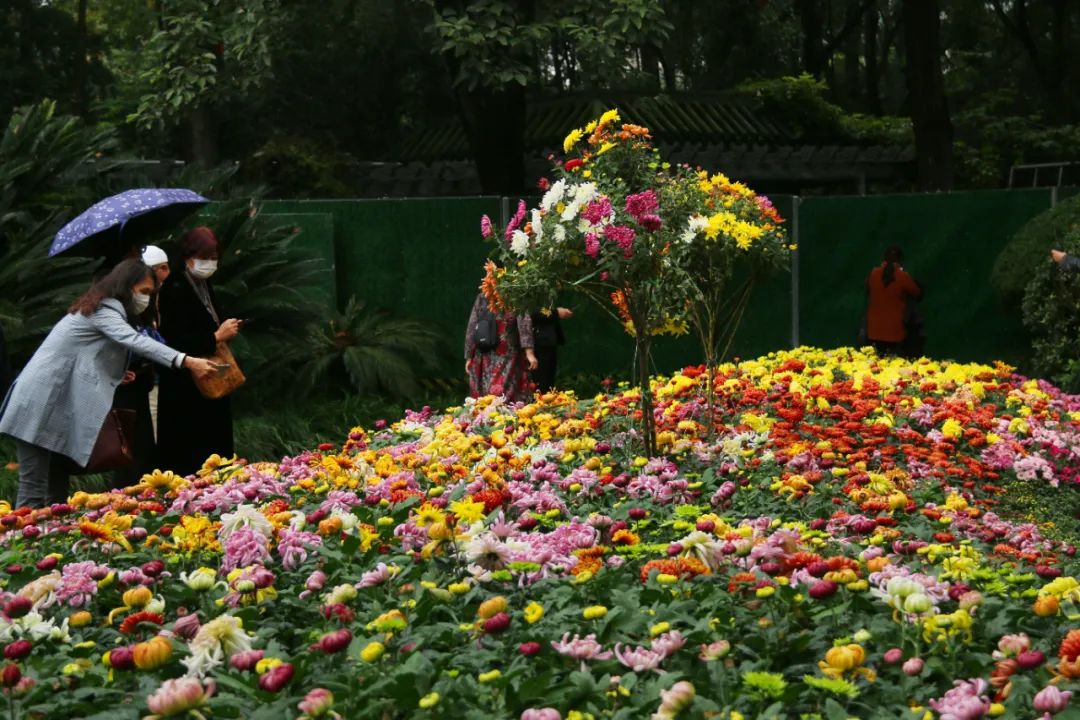 成都|最美蓉城金秋!公园城市5大美景等你解锁→