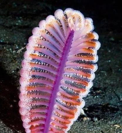 太平洋发现似毛笔生物,体长2米,又有触角乱动,是海笔新品种?