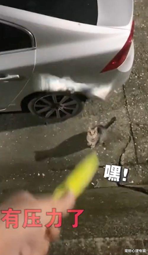 饵料|小伙夜钓遇见流浪猫讨食,一连来了3次:你让我压力很大呀