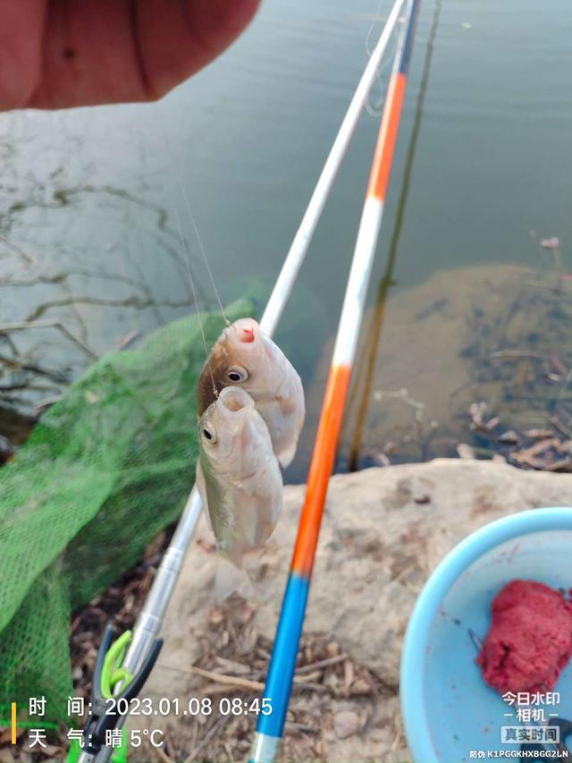 饵料|寒风瑟瑟，钓鲫暖心！