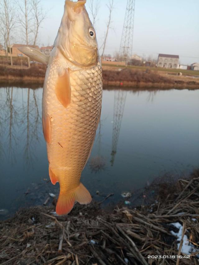 寒潮|红虫做钩饵，北方鲤鱼照样有口