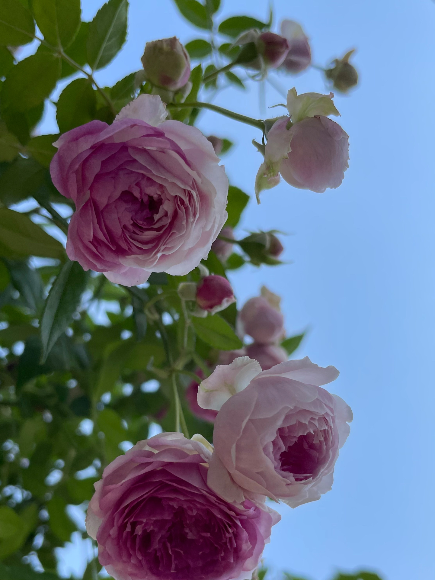 40㎡露台改造,DIY折腾成小花园,每一个角落,都美得一塌糊涂