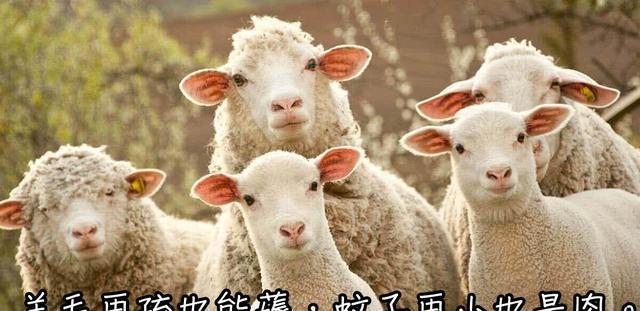 伊隆·马斯克|女子频繁索赔，被美团封锁账号，找电台曝光被怼：你放过人家吧