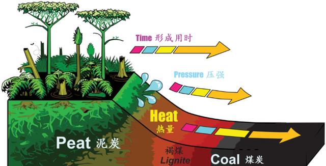 地球上煤炭和石油,分别是植物和动物演变的。这种说法真的靠谱么