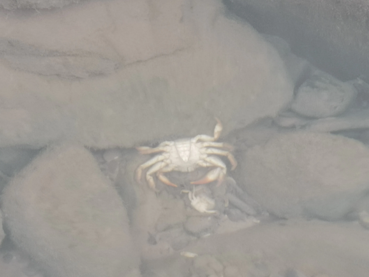 重庆|药工现身, 重庆钓友自留地被下药, 深潭生态灭绝, 寻肇事者希望渺茫