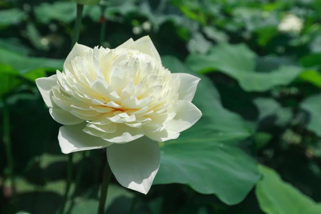 草原|咸宁的一天，原来可以美出四种色调！