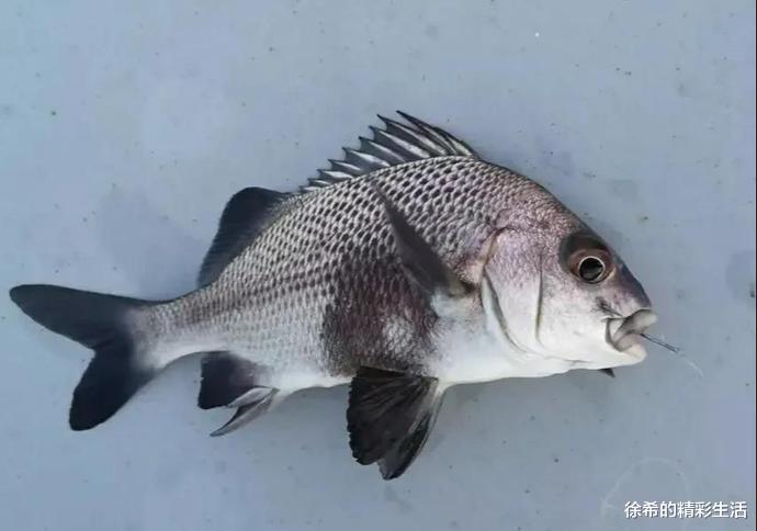 船员|做海员在乎的不是几万一个月的工资,而是天天都能钓奇怪的鱼