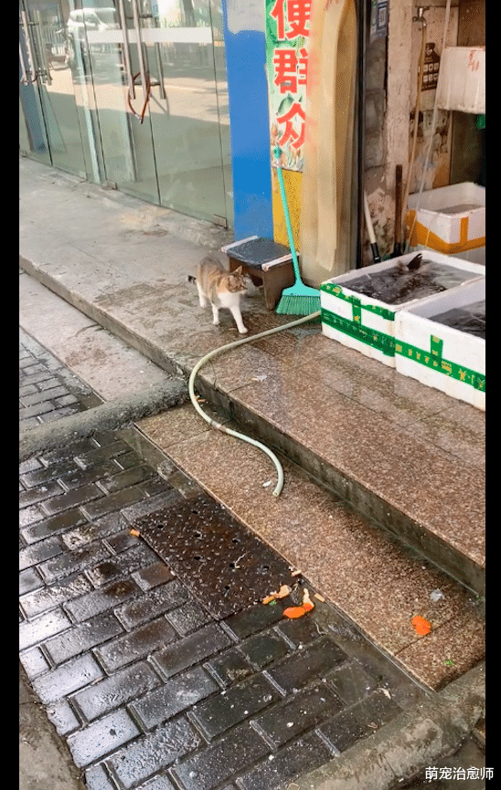 猫咪跑到水产店去偷吃虾，轻车熟路的模样，一看就是惯犯呀！