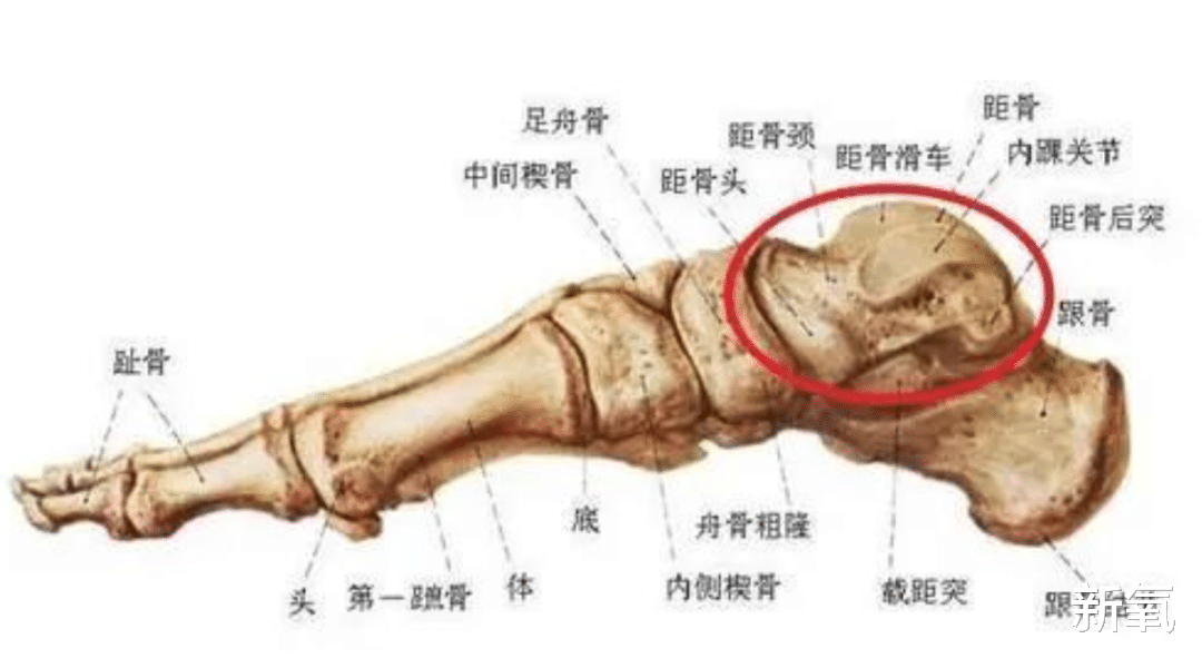 姐姐|日本男人最喜欢的女星身材连续4年拿下榜首，网友：姐姐我可以