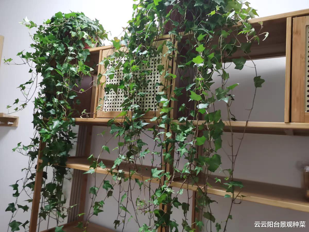 适合净化室内空气的植物主要有哪些?尤其是新房装修完即将搬家