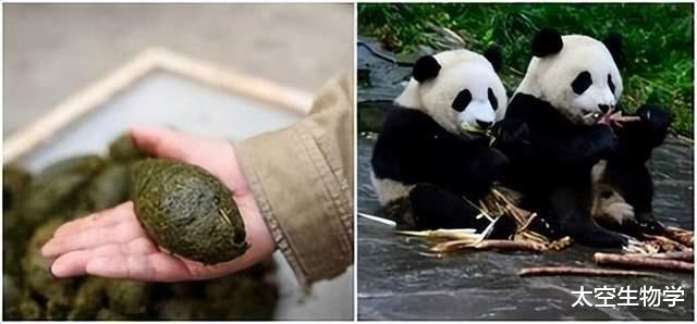 大熊猫的保护遗传学和演化生物学研究