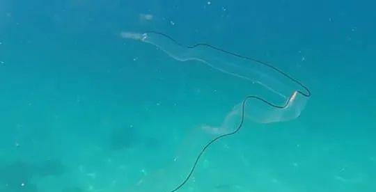 南非发现一条丝带状透明的海洋生物,还和水母互动,应是幼年鳗鱼
