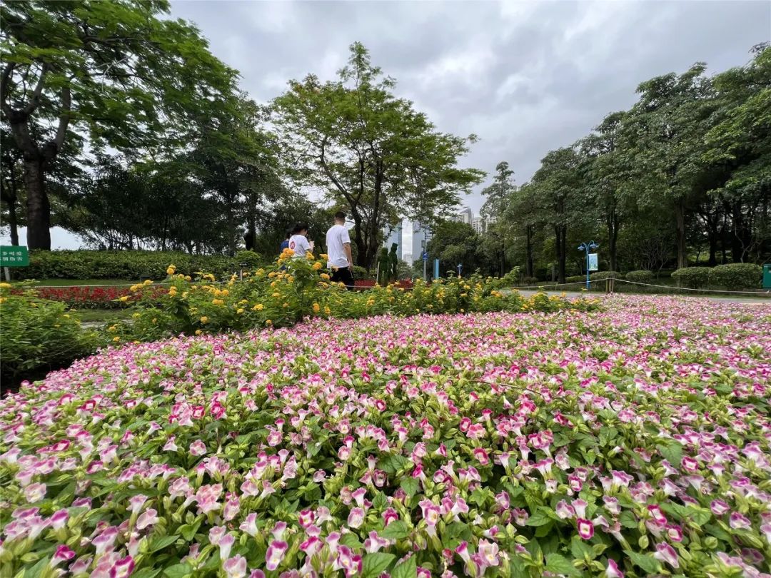 |莲商会 这份赏花攻略,请收下