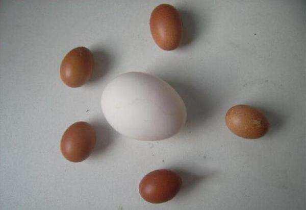 降压药|精索静脉曲张的危害