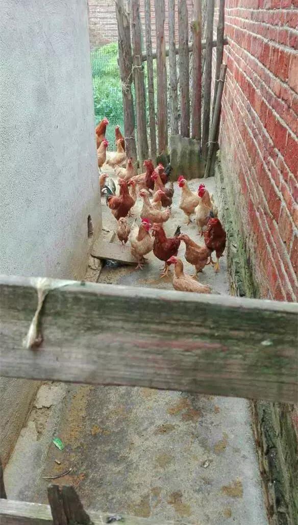 漳州|头一次回男友农村老家，却被他家房子吓懵，这么破的房子谁见过？