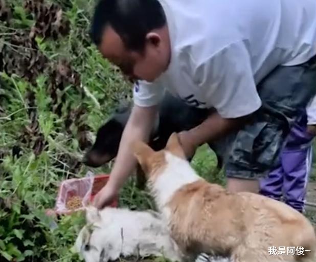 陕西一男子爱犬去世,埋葬时另外2只狗疯狂偷吃随葬品:吃席呢?