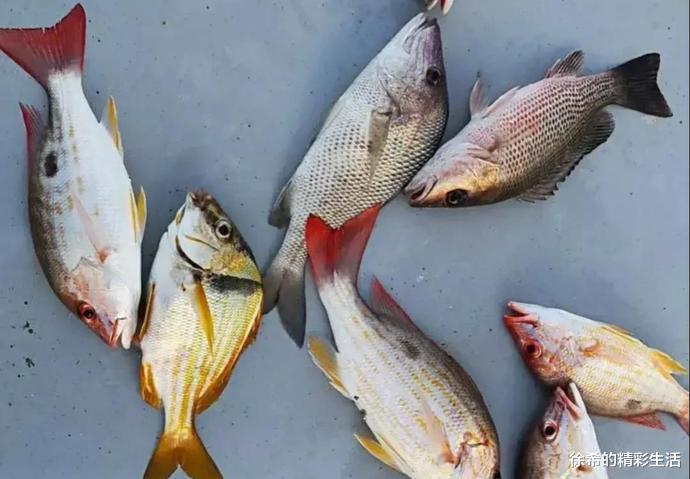 船员|做海员在乎的不是几万一个月的工资,而是天天都能钓奇怪的鱼