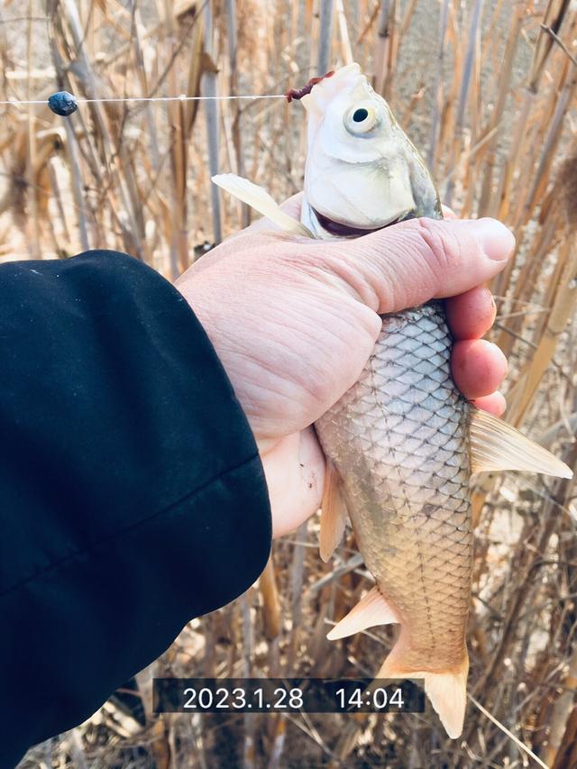 饵料|风和日丽开工日，鳊鳊起舞迎兔年！