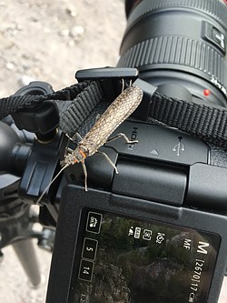 相机|相同但不同：佳能EOS 6D Mark II拍摄体验