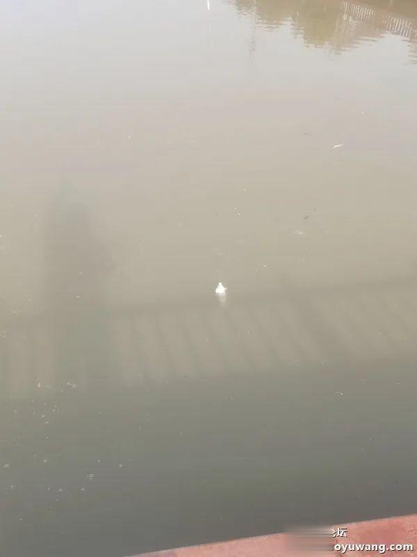 麝香|生鲜虾饵麝香米,板鲫喜欢得不行