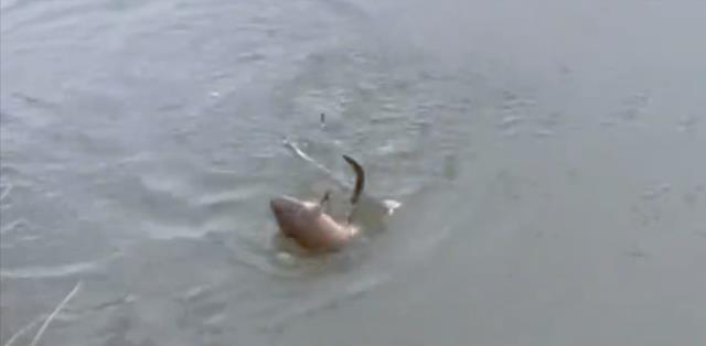 |男子户外钓鱼,意外收获4腿长尾“怪物”,网友:见过钓骨灰盒吗