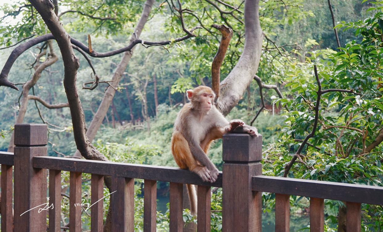 贵阳|贵阳这个“风水宝地”,有“黔南第一山”的美誉,猴子媲美峨眉山