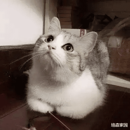 喜欢“农民揣”的小猫咪，其中的原因你知道吗？