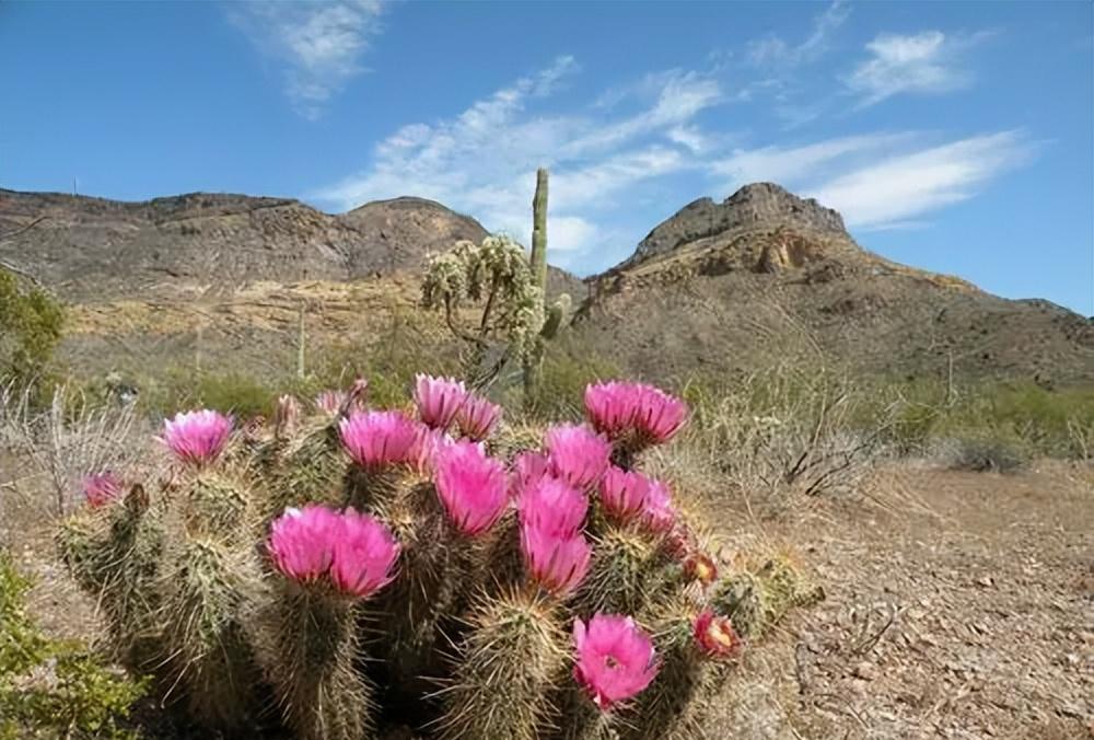 澳大利亚|仙人掌在澳洲沙漠泛滥成灾，为何我国沙漠见不到仙人掌的身影？