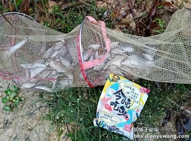 饵料|寒风萧萧鱼口好,猫非造反来凑热闹!!