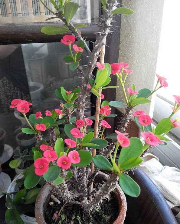 奶奶对我说，卧室别养7类花，仔细想一想，不是“迷信”是科学